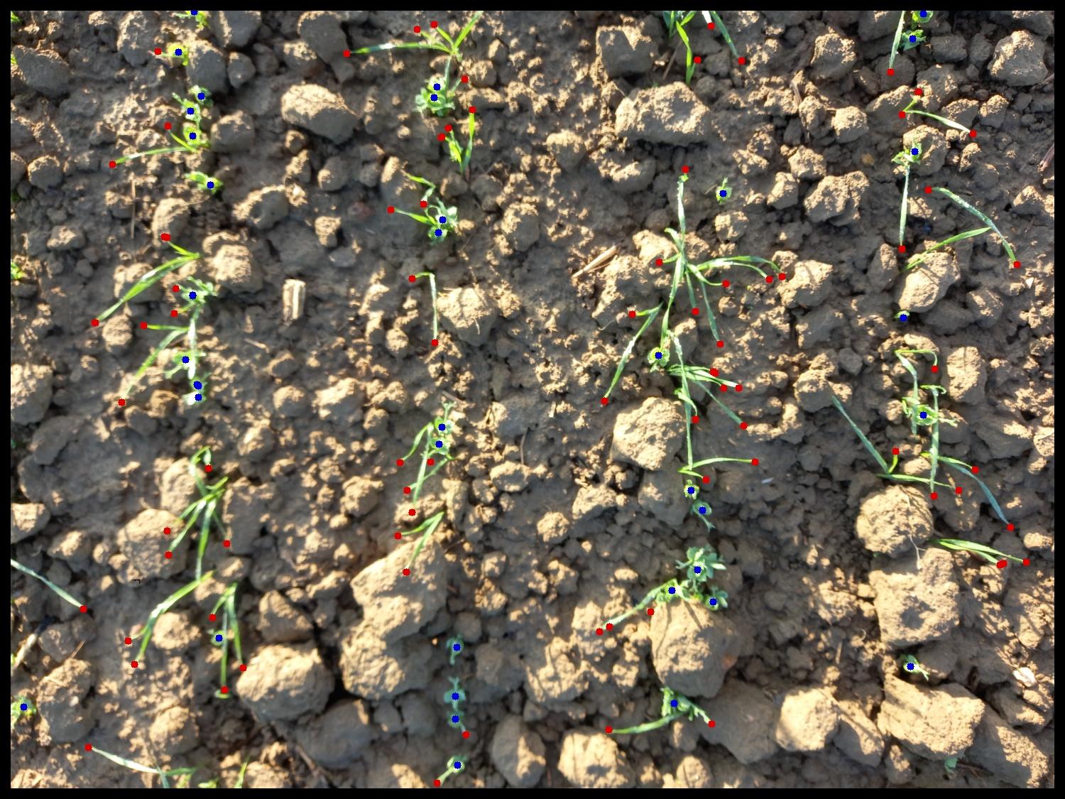 Point-based wheat and pea counting detections